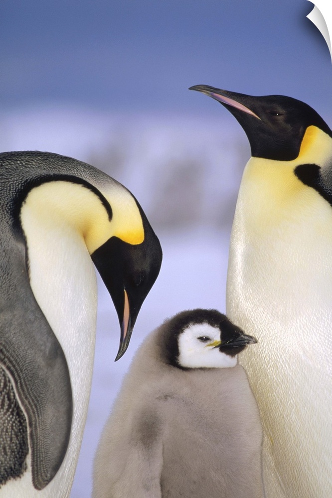 Emperor Penguin (Aptenodytes forsteri) pair with chick, Atka Bay, Princess Martha Coast, Weddell Sea, Antarctica