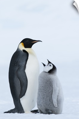 Emperor Penguin with chick begging for food, Prydz Bay, eastern Antarctica
