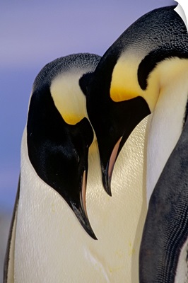 Emperor Penguincourting pair, Atka Bay, Weddell Sea, Antarctica