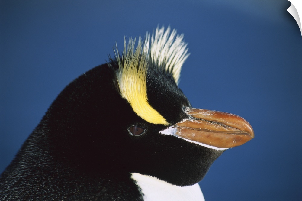 Erect-crested Penguin (Eudyptes sciateri) close-up portrait, restricted to Proclamation Island, Bounty Islands, New Zealand