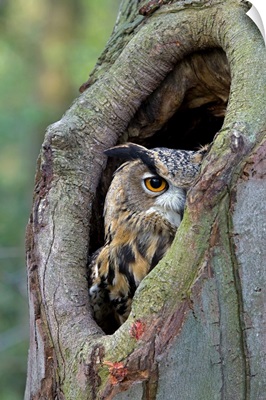 Eurasian Eagle-Owl looking out from a tree cavity, Netherlands