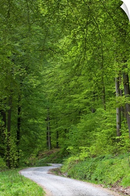 European Beech forest in spring with road, Lower Saxony, Germany
