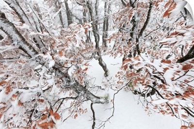 European Beech forest in winter, Vosges, France