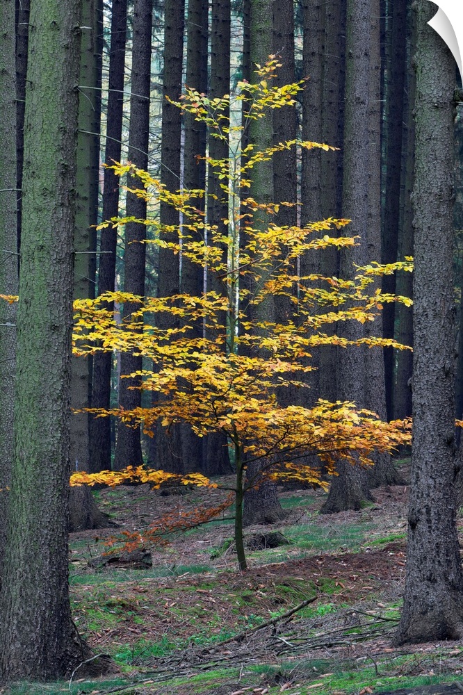 Beech Tree (Fagus slyvatica) in autumn colour, single young tree in monoculture of Norway Spruce, Germany