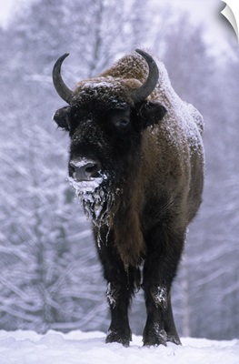 European Bison or Wisent (Bison bonasus) in snow, Europe