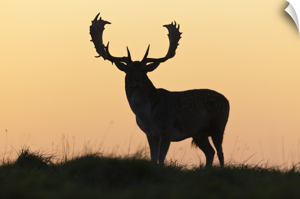 Fallow Deer (Dama dama) silhouette of Buck against evening sky, during the rut in autumn, Denmark
