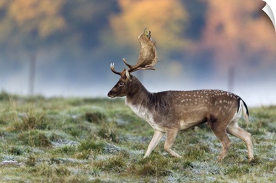 Fallow Deer buck during the rut in autumn, Denmark