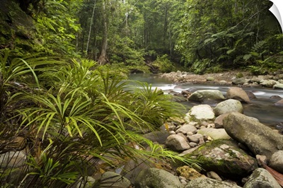 Fern group along river flowing through lowland rainforest, Borneo, Malaysia