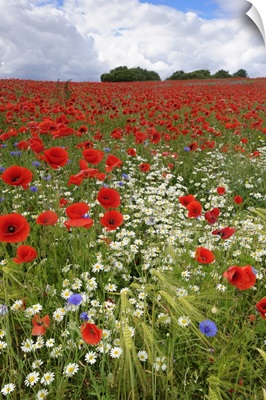 Field with flowering Red Poppies (Papaver rhoeas) and other wildflowers