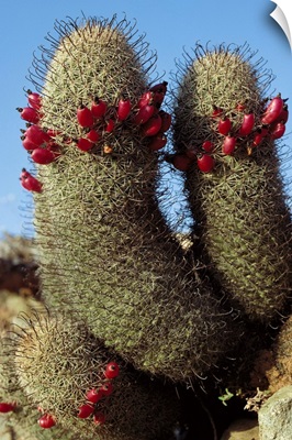 Fishhook Cactus (Mammillaria sp) blooming, Sea of Cortez, Baja California, Mexico