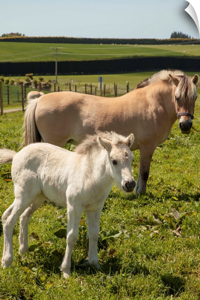 Norwegian fjord horse, mare and foal, rare horse breed, only breeding stud in New Zealand, Timaru