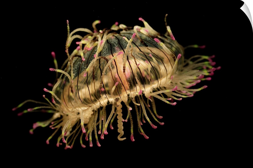 Flower Hat Jelly (Olindias formosa), native to Brazil, Argentina and Japan