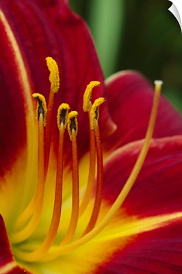 Flower (Hippeatrum sp) close up showing pistil and stamens, New Zealand