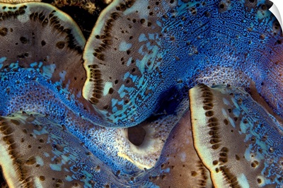 Fluted Giant Clam Mantle (Tridacna squamosa), Red Sea, Egypt