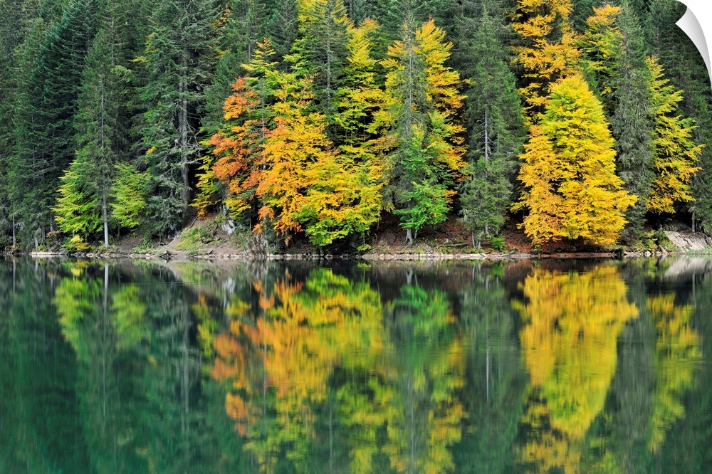 Forest reflected in lake in autumn, Haute Savoie, France.