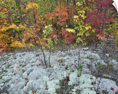 Forest with autumn foliage and lichen-covered ground, Ontario, Canada