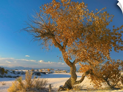 Fremont Cottonwood tree, White Sands National Monument, Chihuahuan Desert New Mexico