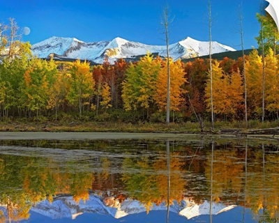 Full moon over East Beckwith Mountain rising above fall colored Aspen forests, Colorado