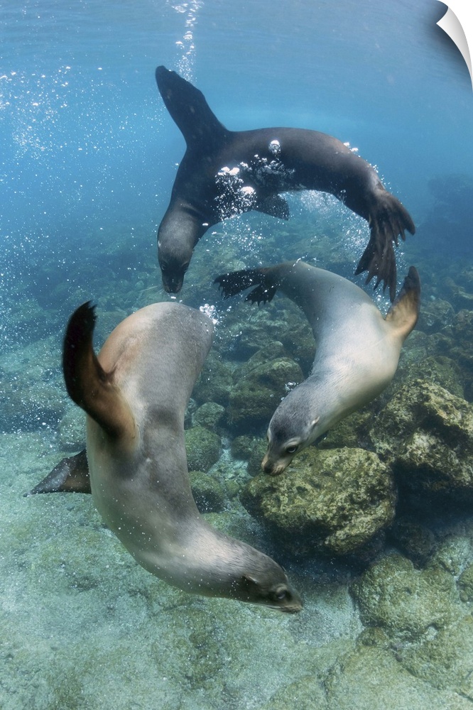 Galapagos Sea Lion trio playing underwater, Champion Island, Floreana Island, Galapagos Islands, Ecuador.