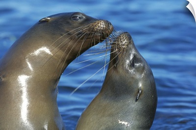 Galapagos Sea Lion (Zalophus wollebaeki) females socializing
