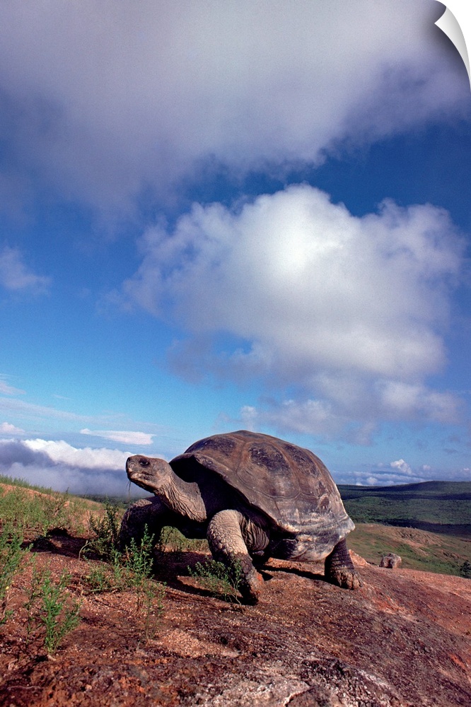 Galapagos Tortoise (Geochelone nigra) on caldera rim, Alcedo Volcano, Isabella Island, Galapagos Islands, Ecuador