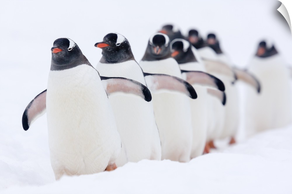 Gentoo Penguin (Pygoscelis papua) group walking through snow, Cuverville Island, Antarctic Peninsula, Antarctica.