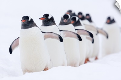 Gentoo Penguin group walking through snow, Cuverville Island, Antarctica