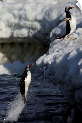 Gentoo Penguin pair leaping out of water, Danco Island, Antarctic Peninsula, Antarctica