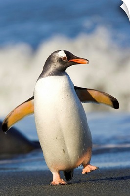 Gentoo Penguin Waddling Cooper Bay