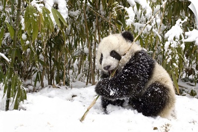 Giant Panda (Ailuropoda melanoleuca) cub eating bamboo, Wolong Nature Reserve, China