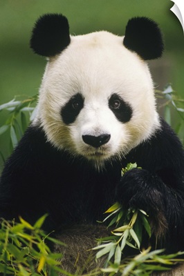 Giant Panda (Ailuropoda melanoleuca) eating bamboo, China