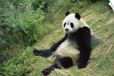 Giant Panda (Ailuropoda melanoleuca) sitting on ground, China