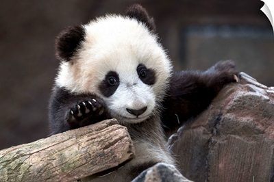 Giant Panda cub, native to China