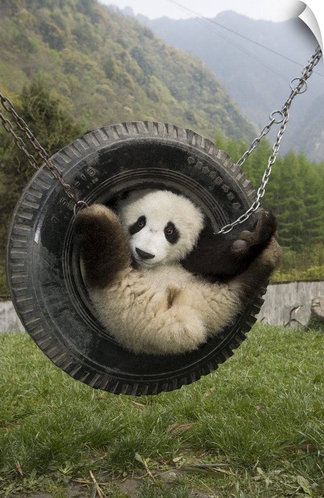 Giant Panda (Ailuropoda melanoleuca) cub playing in tire swing, Wolong Nature Reserve, China
