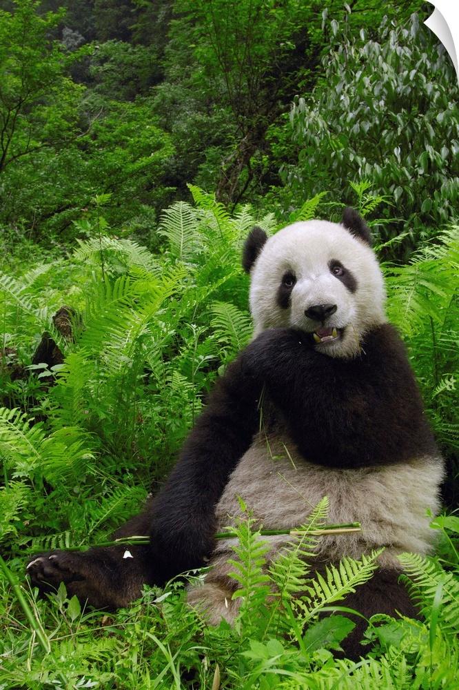 Giant panda (Ailuropoda melanoleuca) in its environment Family: Ailuropodidae.Wolong China Conservation and Research Cente...