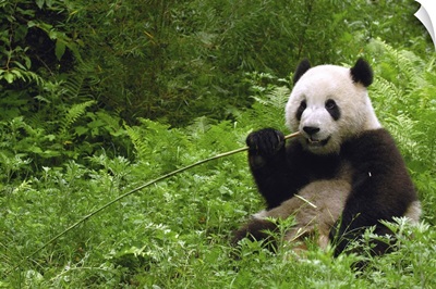 Giant Panda eating bamboo, Wolong Reserve, Sichuan Province, China