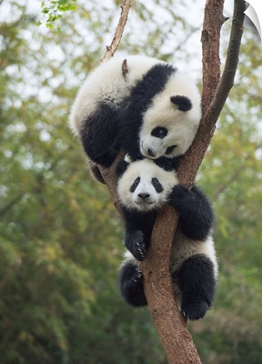 Giant Panda eight month old cubs playing in tree, Chengdu, Sichuan, China