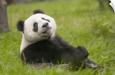 Giant Panda eleven month old cub, Wolong National Nature Reserve, Sichuan, China