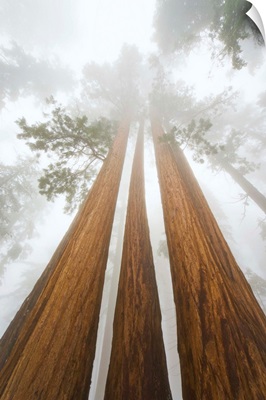 Giant Sequoias and Fog Sequoia National Park