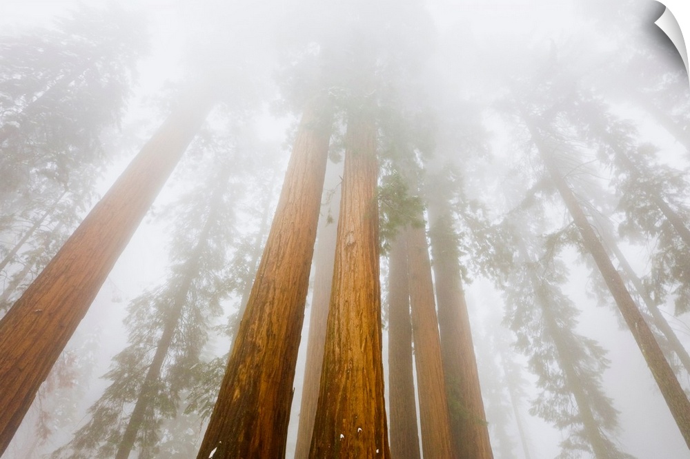Giant Sequoias and Fog, Sequoia National Park