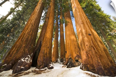 Giant Sequoias and Snow Sequoia National Park