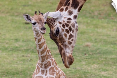 Giraffe mother nuzzling calf, native to Africa