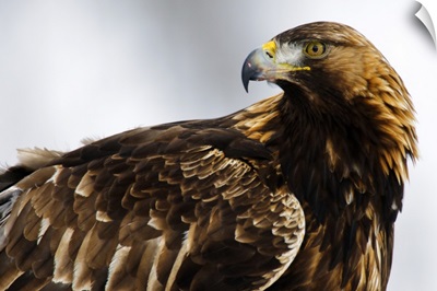 Golden Eagle (Aquila chrysaetos) portrait, Lauvsnes, Norway