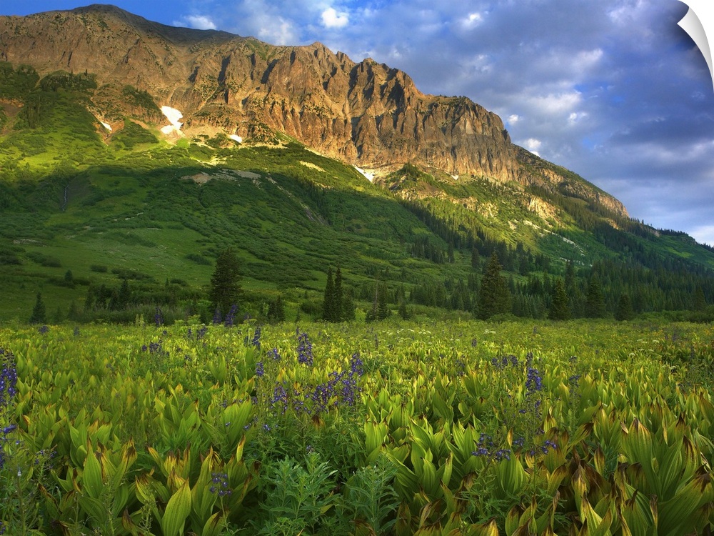 Gothic Mountain overlooking meadow near Crested Butte, Colorado