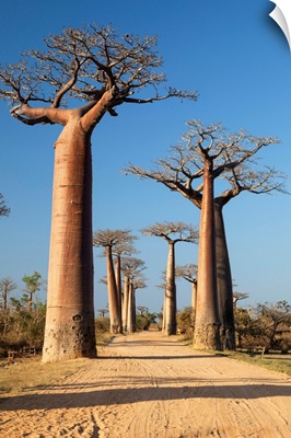 Grandidier's Baobab trees along dirt road near Morondava, Madagascar