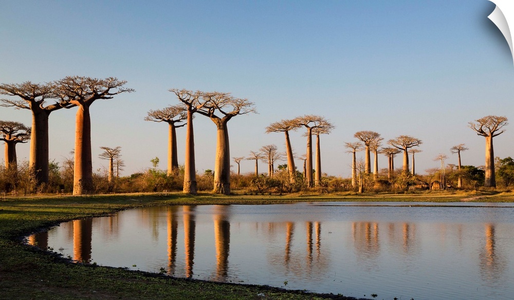 Baobab-Allee bei Morondava, Adansonia grandidieri, Madagaskar / Baobabs near Morondava, Adansonia grandidieri, Madagascar