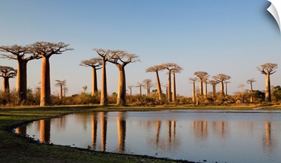 Grandidier's Baobab trees near Morondava, Madagascar