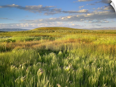 Grasslands, Arapaho National Wildlife Refuge, Colorado