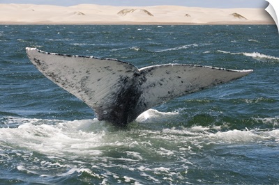 Gray Whale tail, Baja California, Mexico