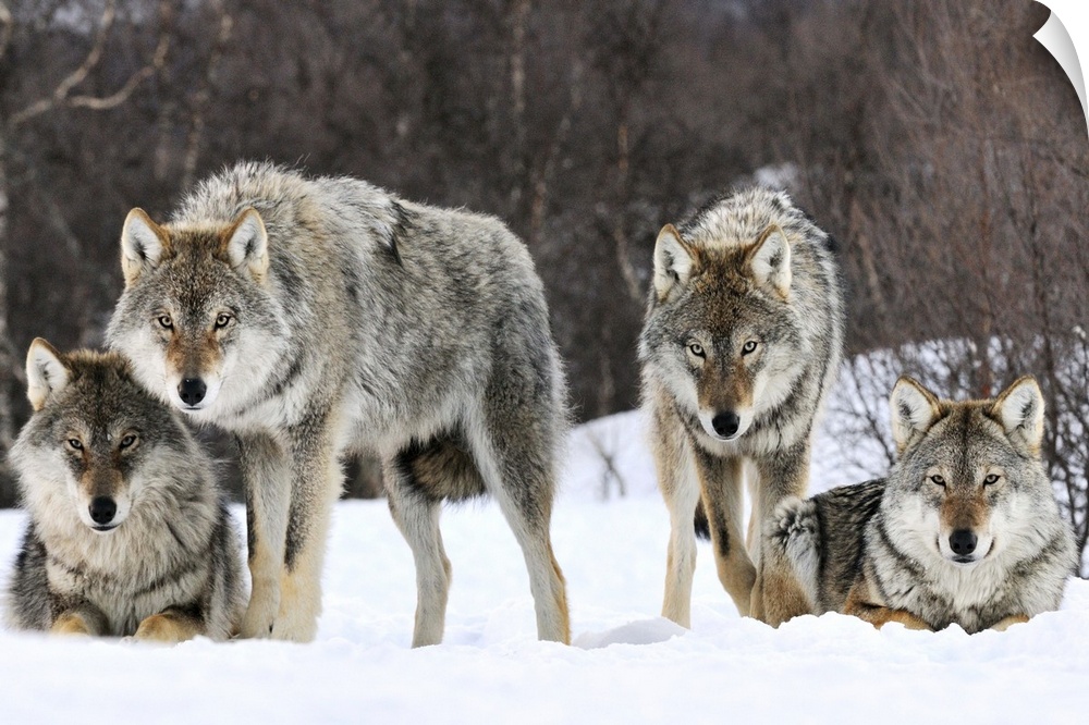 Wildlife photograph of a pack of gray wolves in the snow in Norway.